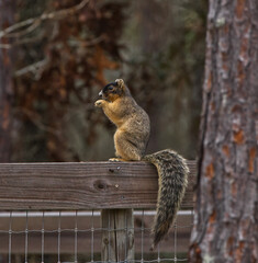 sherman's fox squirrel eating on a wooden fence board with tail hanging, long leaf pine tree blurred in foreground with selected focus