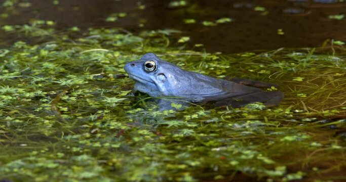 Blue males of the  moor frog (Rana arvalis) in the pond
