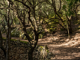walking path with magical  ambient paved with rocks towards the tourist attraction of the famous Es Freu (Orient), hiking area near the village of  Bunyola on the balearic island of mallorca, spain