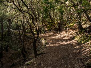Fototapeta na wymiar walking path with magical ambient paved with rocks towards the tourist attraction of the famous Es Freu (Orient), hiking area near the village of Bunyola on the balearic island of mallorca, spain