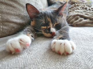 Tricolor cat is sleeping with its white paws outstretched, a gray kitten sleeps on the couch.