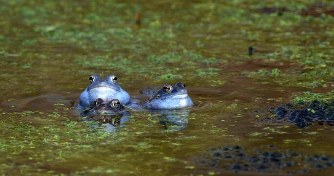 Blue males of the  moor frog (Rana arvalis) in the pond