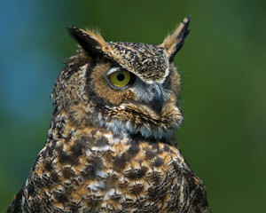 Obraz premium great horned owl close up