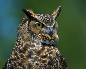 great horned owl close up