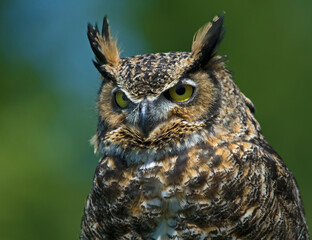 Great Horned Owl portrait