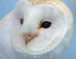 portrait of a barn owl