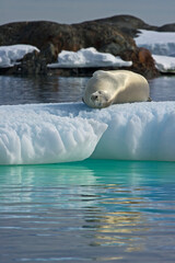 seal lazy on ice