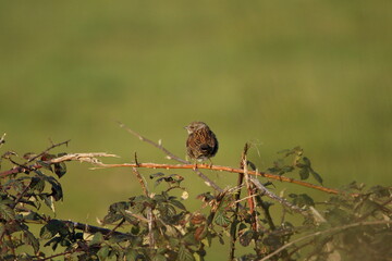 A Dunnock perched.
