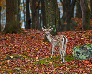 deer in the woods 