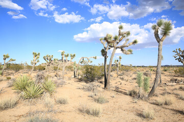 Joshua Tree National Park in California, USA