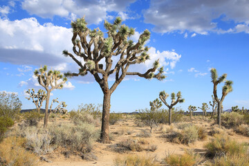 Joshua Tree National Park in California, USA