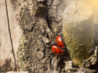 Ladybugs have sex on a tree. Spring has come, the bugs are having sex.