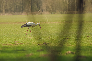 Storch
