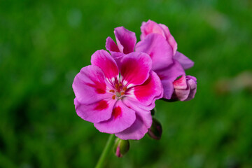 Fototapeta premium quality photo of some magenta flowers in the garden