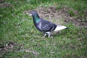 Pigeon