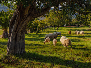 Obraz na płótnie Canvas sheeps on the field with trees and sky on the balearic island of Mallorca, Spain