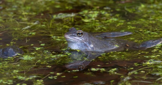 Blue males of the  moor frog (Rana arvalis) in the pond
