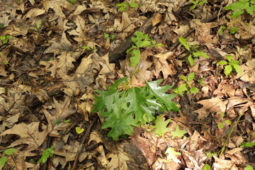 Strong wind broke a twig from an oak tree with bright young leaves during a spring rain. A wet branch lies on dry leaves.