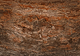 Brown pine bark natural background