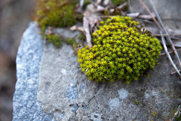 Green moss on the  grey stone