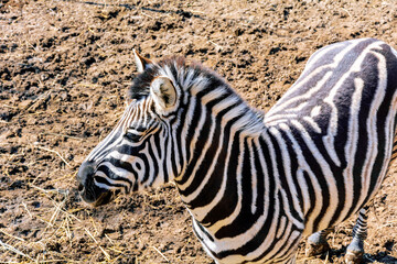 Fototapeta na wymiar Zebra in the zoo aviary. Spring sunny day. Close-up colorful photo.