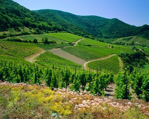 Vineyard near Ahrweiler, Ahr River Valley, Rhineland Palatinate