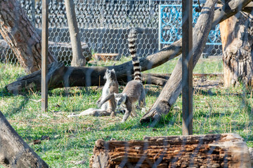 Lemurs in the zoo's aviary. Lemur walks, rests and plays under the rays of the spring sun.
