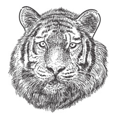 Tiger head hand drawing doodle monochrome on white background vector illustration.