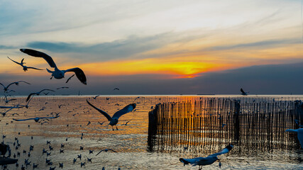 Many seagulls fly in the evening sky at Bang Pu of Thailand.