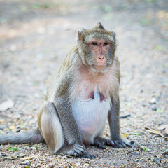 The mother monkey was sitting alone looking at something.