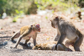 The monkeys show their dominance to take over the females.