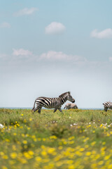 Fototapeta na wymiar African wildlife
