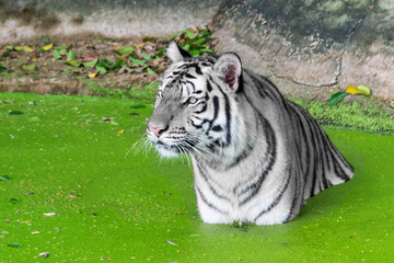 The white tiger sleeps in a pond to cool off on a very hot day.