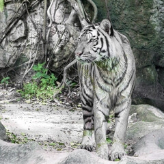 White tiger is looking for food in the forest. 