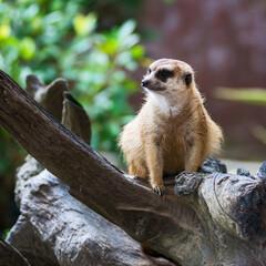 Fototapeta premium Portrait of Meerkat Suricata suricatta, African native animal, small carnivore belonging to the mongoose family