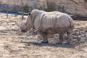 Naklejka premium A rhinoceros in the zoo's aviary. Spring sunny day. Close-up colorful photo.