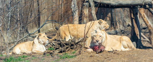 A lioness in a zoo aviary eats a large piece of meat. Spring sunny day