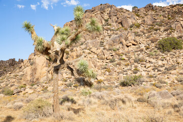 Joshua Tree National Park in California, USA