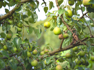 Green pears ripening on a branch in autumn, closeup with selective focus and copy space