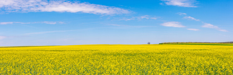 Yellow flower rapeseed field with blue sky on a clear sunny day panorama