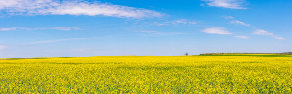Yellow flower rapeseed field with blue sky on a clear sunny day panorama