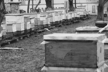 Beehives in the garden among the trees in early spring among primroses. Garden trees without leaves. First spring flight of over wintered Bees.