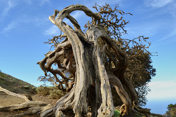juniper tree in the desert