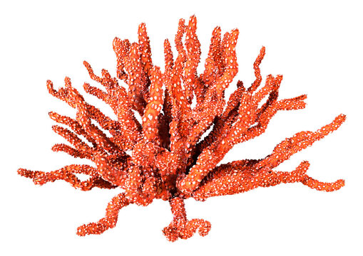 3D Rendering Coral on White