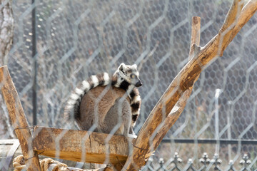 Lemurs in the zoo's aviary. Lemur walks, rests and plays under the rays of the spring sun.