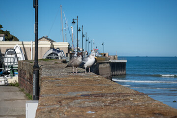 Mother And Baby Seagull on a wall in Cornwall