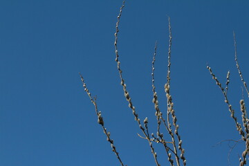 weidenkätzchen