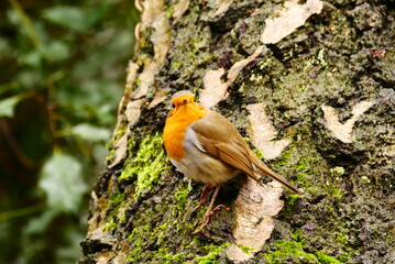 a robin sits on a moss-covered tree bark and looks into the camera Erithacus rubecula