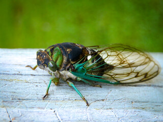 cicada