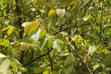 Green fruits ripen on walnut tree in summer garden